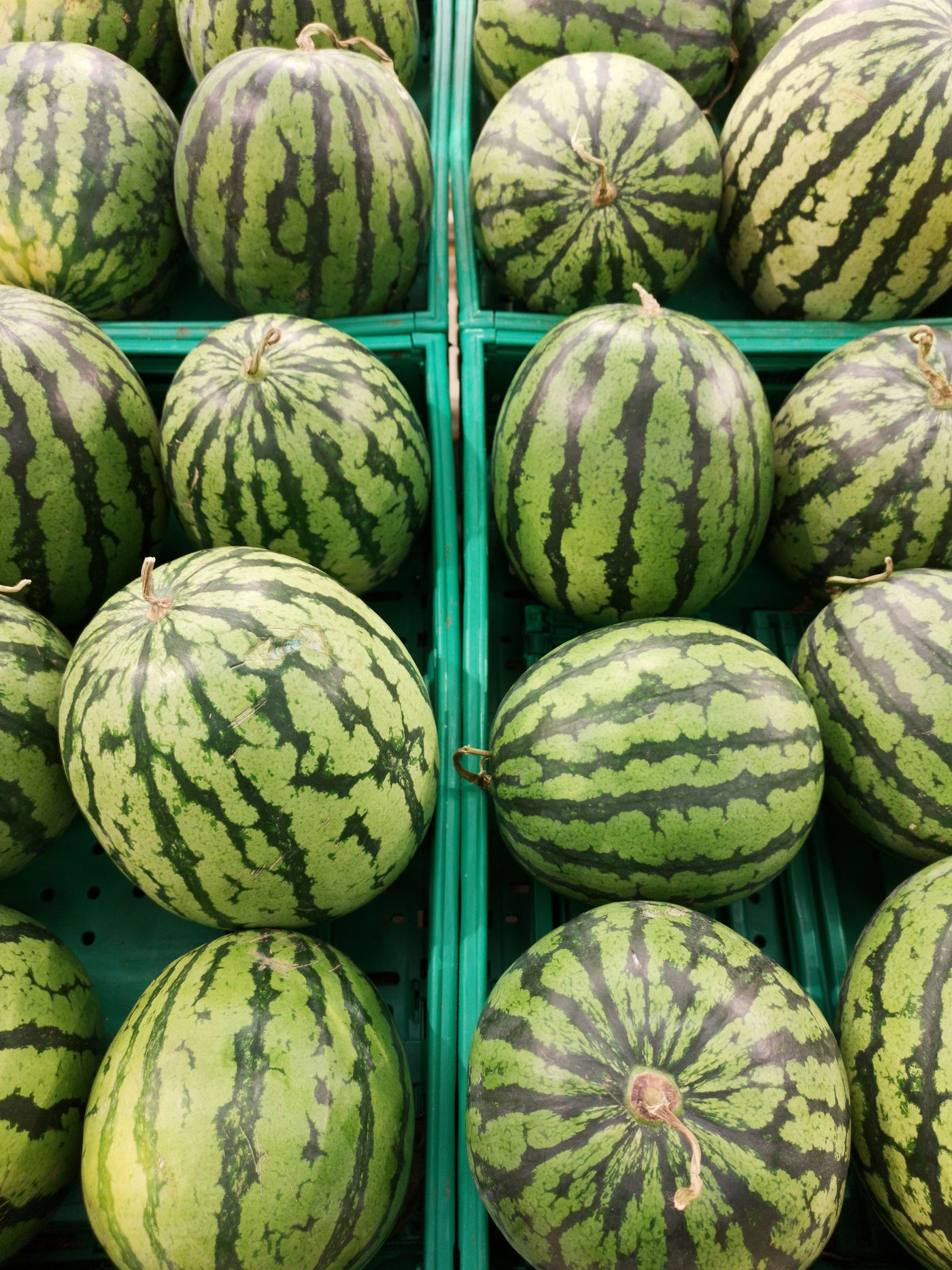 Watermelon Seeds